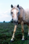 Picture of new forest pony interrupted while grazing in the forest