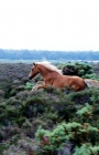 Picture of new forest pony leaping through bushes in the forest