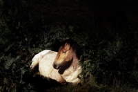 Picture of new forest pony lying down