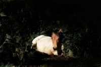Picture of new forest pony lying on bracken