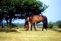 Picture of new forest pony mare and foal in the forest