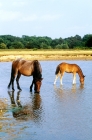Picture of new forest pony mare and foal drinking in a pool in the forest