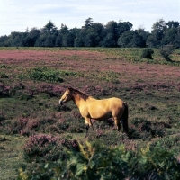 Picture of new forest pony mare standing in heather field in the new forest