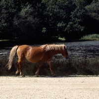 Picture of new forest pony mare walking beside lake in the new forest