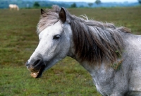 Picture of new forest pony mouthing