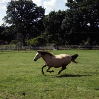 Picture of new forest pony, show pony, cantering 