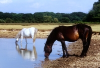 Picture of new forest pony stallion and mare drinking at pool in the forest