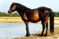 Picture of new forest pony stallion at water's edge in new forest