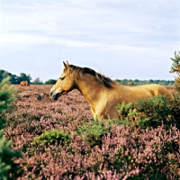 Picture of new forest pony standing in heather in the forest