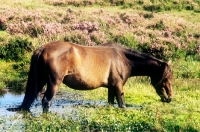 Picture of new forest pony standing in water grazing in the new forest