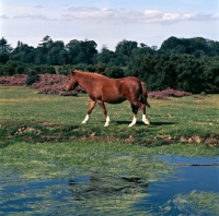 Picture of new forest pony walking in beautiful new forest scenery