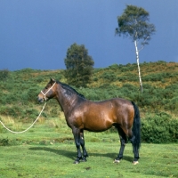 Picture of new forest stalion, in the forest 