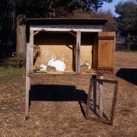 Picture of new zealand rabbit family in a hutch