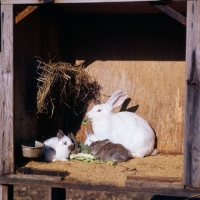 Picture of new zealand rabbit with baby rabbits in hutch