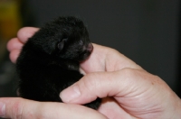 Picture of newborn American Curl