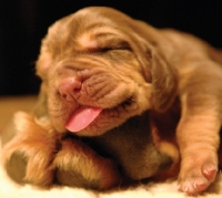 Picture of newborn Bloodhound puppy