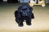 Picture of Newfoundland-Leonberger mix puppy