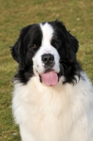 Picture of Newfoundland, also known as Landseer European Continental Type (E.C.T.)