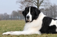 Picture of Newfoundland, also known as Landseer European Continental Type (E.C.T.)