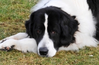 Picture of Newfoundland, also known as Landseer European Continental Type (E.C.T.)