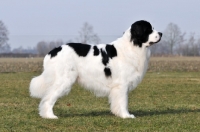 Picture of Newfoundland, also known as Landseer European Continental Type (E.C.T.)