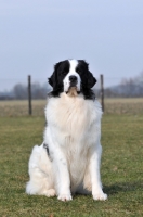 Picture of Newfoundland, also known as Landseer European Continental Type (E.C.T.)
