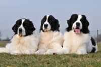 Picture of Newfoundland, also known as Landseer European Continental Type (E.C.T.)