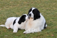 Picture of Newfoundland, also known as Landseer European Continental Type (E.C.T.)