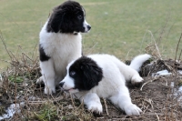 Picture of Newfoundland, also known as Landseer European Continental Type (E.C.T.)