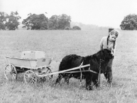 Picture of newfoundland dog in harness