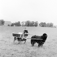 Picture of newfoundland harnessed to a cart with a child driving