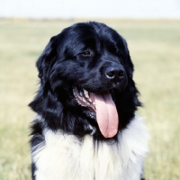 Picture of newfoundland head portrait