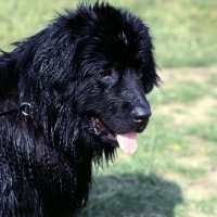 Picture of newfoundland head portrait