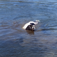 Picture of newfoundland in water