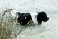 Picture of newfoundland, landseer, in water  