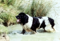 Picture of newfoundland, landseer, leaving water  