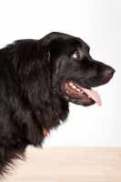 Picture of Newfoundland mixed breed profile