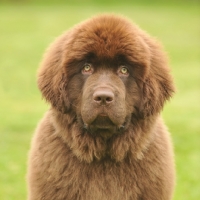 Picture of Newfoundland puppy portrait