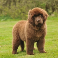 Picture of newfoundland puppy