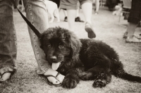 Picture of Newfoundland puppy