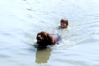 Picture of newfoundland rescues a woman in trials