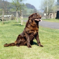 Picture of newfoundland sitting