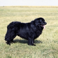 Picture of newfoundland standing on grass