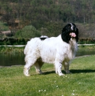 Picture of newfoundland standing