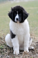 Picture of Newfoundlans Landseer puppy