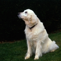 Picture of newly groomed golden retriever