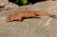 Picture of Newt salamander on rock