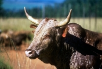 Picture of nguni bull in swaziland