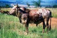 Picture of nguni bull in swaziland