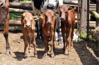 Picture of Nguni Calves